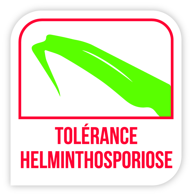 Tolérance helminthosporiose